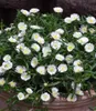 BALDUR Garten 3x Winterharte weiße Eisblume White Wonder, Produktbild-Vorschau 2