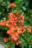 Chaenomeles japonica, Zierquitte, 40–60 cm, leuchtend rot Produktbild-Vorschau 13