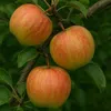Three apples are growing on a tree branch. Podgląd zdjęcia produktu