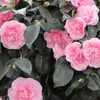 Kamélia japonská - Camellia japonica | 40-50 cm v nádobe Náhľad obrázku produktu 2