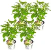 Four potted plants are arranged in a staggered formation against a white background. Each plant has lush green foliage and a label attached to its pot. Produktbild-Vorschau