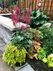 Stauden Gänge 3 x Heuchera Hybride 'Paris' im 1 Liter Topf Produktbild-Vorschau 4