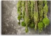Leinwandbild Moospflanze Natur 100x70 Feeby Grün bild für Produktbild-Vorschau 3