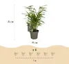 Lot de 6 bambous Fargesia rufa, bambou de jardin à feuilles Voir les images du produit 4