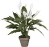 Spathiphyllum - Vert, Blanc Voir les images du produit 1
