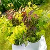 Bloomique - Acer Palmatum 'Festival' - Japanischer Ahorn - Produktbild-Vorschau 2