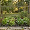 CLP Gartenzaun Mangold Eisen Steckzaun Landhausstil Produktbild-Vorschau 6