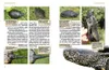 Europäische Sumpfschildkröten Anteprima dell’immagine prodotto 4