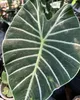 Alocasia Meratus (Alocasia sp. 'Meratus')  - 1 graine Voir les images du produit 2