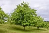 Noyer (Juglans regia), hauteur 40 cm, pot de 3 litres Voir les images du produit 5