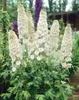 Delphinium Pacific 'Galahad', Rittersporn, weiß, ca. 11x11 Produktbild-Vorschau 1