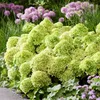 Green boutiQ - Gartenpflanze - Hydrangea panniculata Produktbild-Vorschau 6