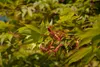 Acer palmatum 'Osakazuki', Japanischer Ahorn, leuchtend Produktbild-Vorschau 1