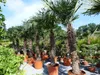 XXXXL 260 - 300 cm Trachycarpus fortunei 120 cm Stamm Produktbild-Vorschau 10