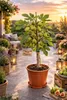Feige Panaché 70–100 cm – Ficus carica Helle Feige, Produktbild-Vorschau 2