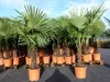 XXL Palme winterhart 180 cm Trachycarpus fortunei, Produktbild-Vorschau 4