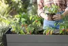 Hochbeet auf Stelzen Keter Darwin 110 L inkl. Produktbild-Vorschau 6