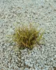 Carex testacea, Neuseeländisches Segge, orange-braun, ca. Produktbild-Vorschau 4
