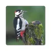 MuchoWow® Mauspad Mousepad Ein Buntspecht mit klaren Farben Produktbild-Vorschau 1