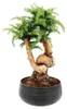 Bonsai pokojowe Araucaria cunninghamii – araukaria Podgląd zdjęcia produktu 1