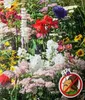 TORAF Mélange de plantes contre les limaces - 2g Voir les images du produit 4
