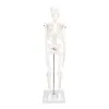 45CM mini model kostry, PVC, kostní struktura lidského těla Náhled obrázku produktu 4