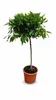 Laurus Nobilis – vavřín, keřík 100–120 cm, pravý vavřín, Náhled obrázku produktu 4