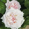 Rosa  - Kordes Parfuma® Rose - Rosa 'Madame Anisette'® Voir les images du produit 1