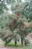 Hippophae rhamnoides, Sanddorn, 60–100 cm Produktbild-Vorschau 12