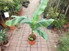 A potted banana plant in a nursery or garden center. Náhled obrázku produktu