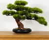 Pokojová dekorativní bonsai - Borovice (PN-7) Náhled obrázku produktu 1