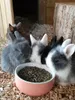 Nobby 73766 Rabbit, Kaninchen, Haustier-Fütterungsschale, Produktbild-Vorschau 3