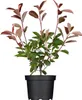 Photinia fraseri 'Red Robin', Glanzmispel, rot, 40–60 cm Produktbild-Vorschau 1
