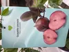 Waldguave Psidium eugeniaefolia 80-120 cm exotische Guave Produktbild-Vorschau 1