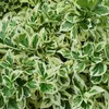 Wintercreeper Silver Queen 2L Anteprima dell’immagine prodotto 1