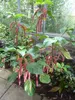 Chenille (Acalypha hispida)  – 10 semien Náhľad obrázku produktu 3