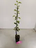 A young tree in a black pot with a pink tag in front of a white background. Produktbild-Vorschau