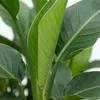 Trendyplants - Strelitzia Nicolai - Paradiesvogelblume - Produktbild-Vorschau 3