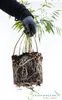 Fargesia robusta Campbell 80/100 cm hoch, im 3 Liter-Topf Produktbild-Vorschau 6