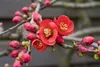 Chaenomeles japonica 'Cido', Zierquitte, gelb, 40–60 cm Produktbild-Vorschau 8