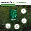 Liebstock Maggikraut Samen - Levisticum officinale - Produktbild-Vorschau 3