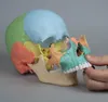 Modello cranico per osteopatia Erler, 22 pezzi, magnetico, Anteprima dell’immagine prodotto 6