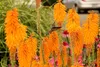 Stauden Gänge 3 x Kniphofia ‘Mango Popsicle’ - Fackellilie Produktbild-Vorschau 3