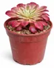 Aeonium "Mardi Gras" - Rosetten-Dickblatt - Rarität - 6,5cm Produktbild-Vorschau 2