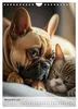 Französische Bulldogge - ein Hund für die Familie Produktbild-Vorschau 13