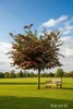 Crataegus laevigata ‘Paul’s Scarlet’ – Rotdorn Stämmchen Produktbild-Vorschau 2