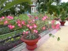 SAFLAX Garden to go - Rosa del deserto - 8 semi - Adenium Anteprima dell’immagine prodotto 4