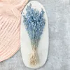 Aufgeblasenes Leimkraut - (Silene) - Blau Produktbild-Vorschau 4