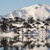 Jodla chilijska - Jodla andyjska - Araucaria araucana - Podgląd zdjęcia produktu 4