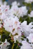 Rhododendron PG 1 Cunninghams White 40-50 cm, im Topf, Produktbild-Vorschau 3